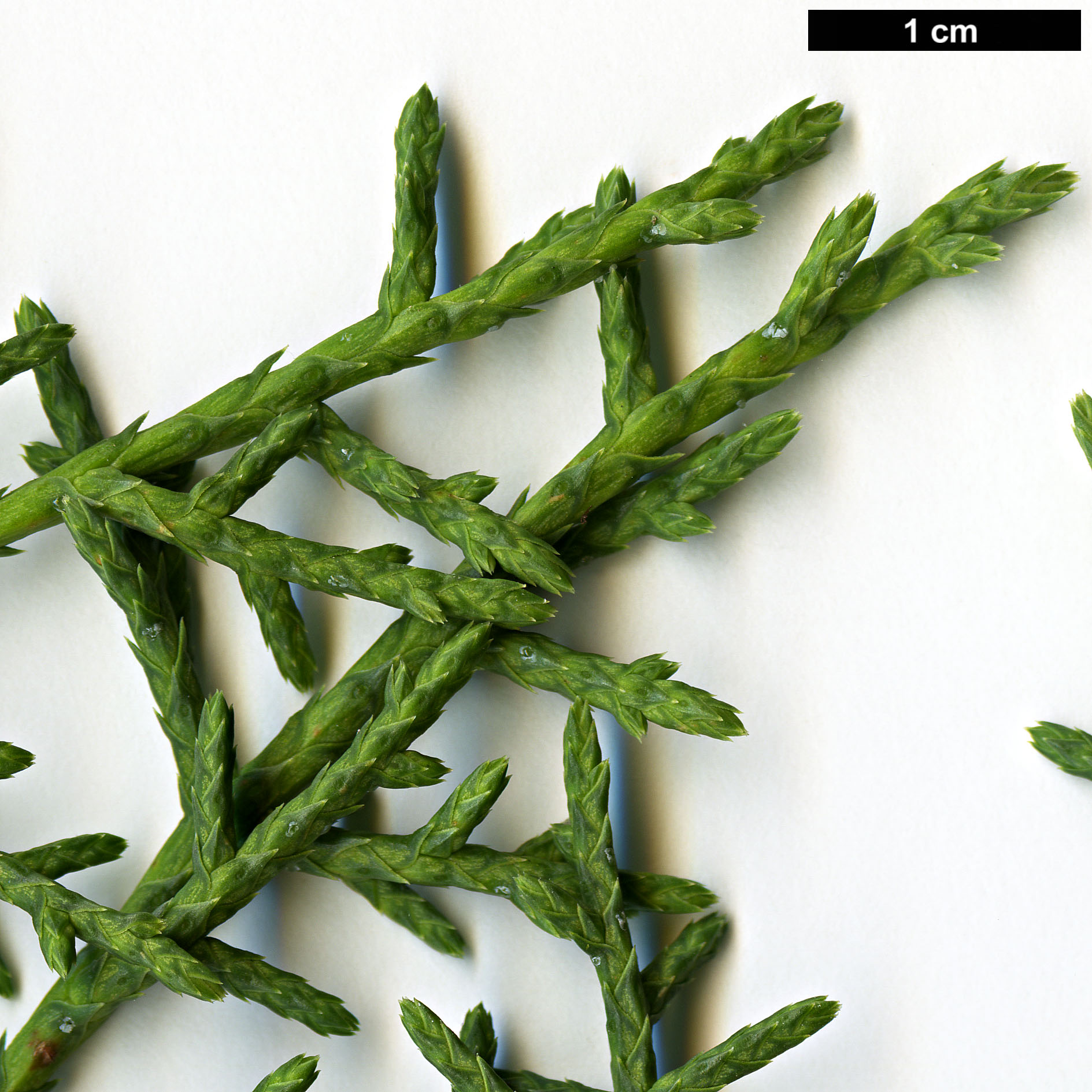 High resolution image: Family: Cupressaceae - Genus: Cupressus - Taxon: arizonica - SpeciesSub: var. arizonica